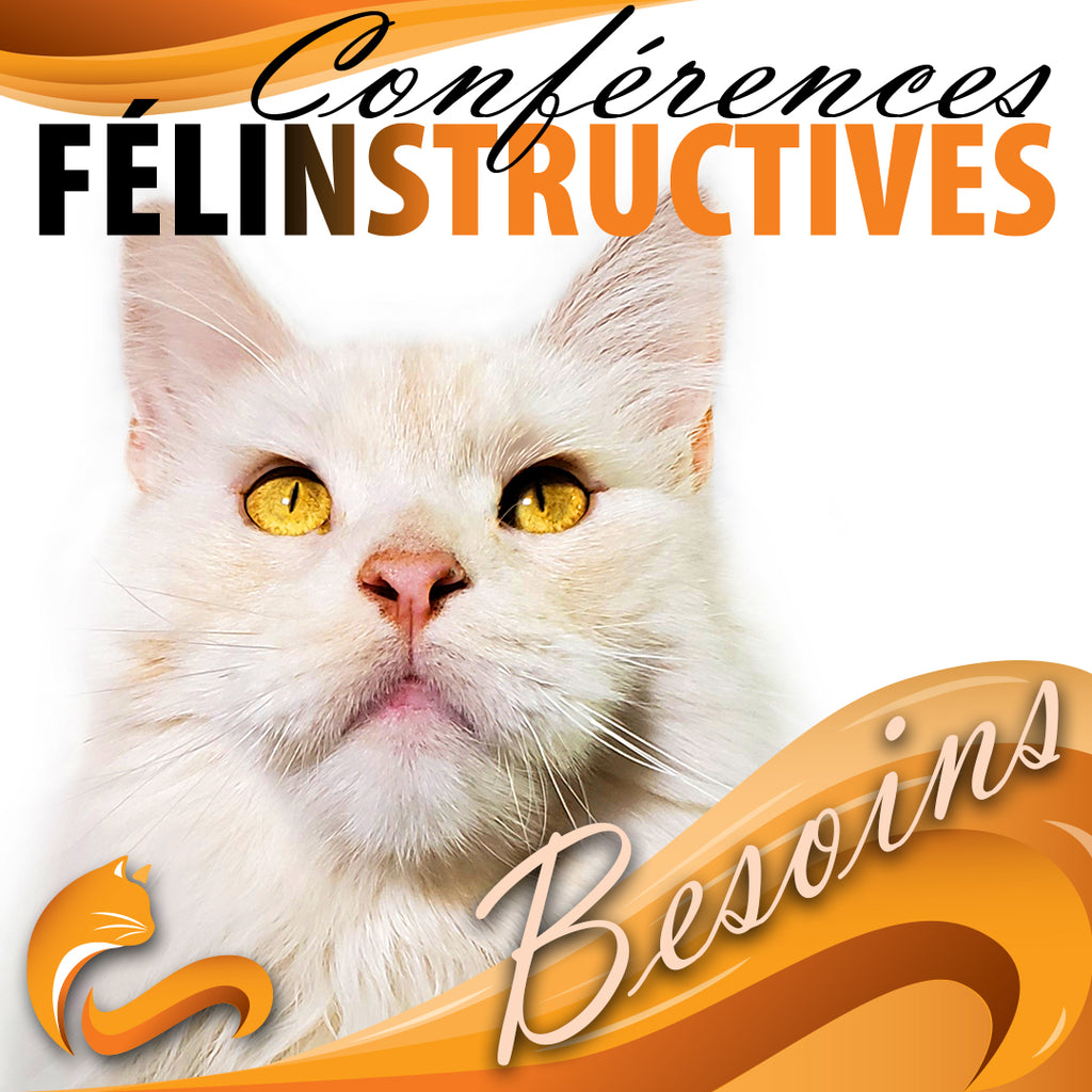 Samedi 17 janvier 2026 / Visioconférence Félinstructive "Besoins"