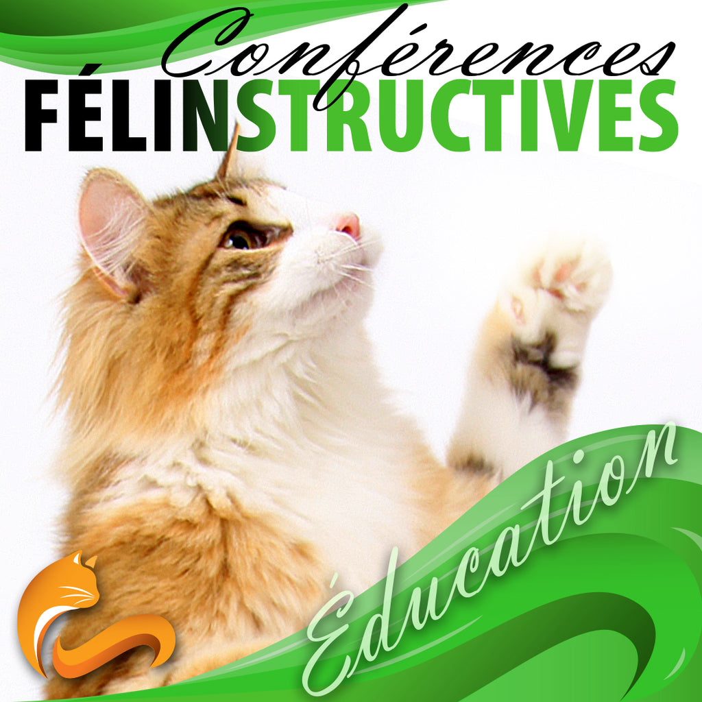 8 novembre 2025 / Visioconférence félinstructive