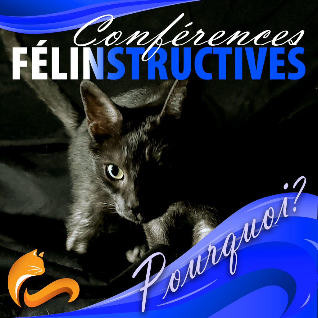 14 février 2026 / Visioconférence Félinstructive