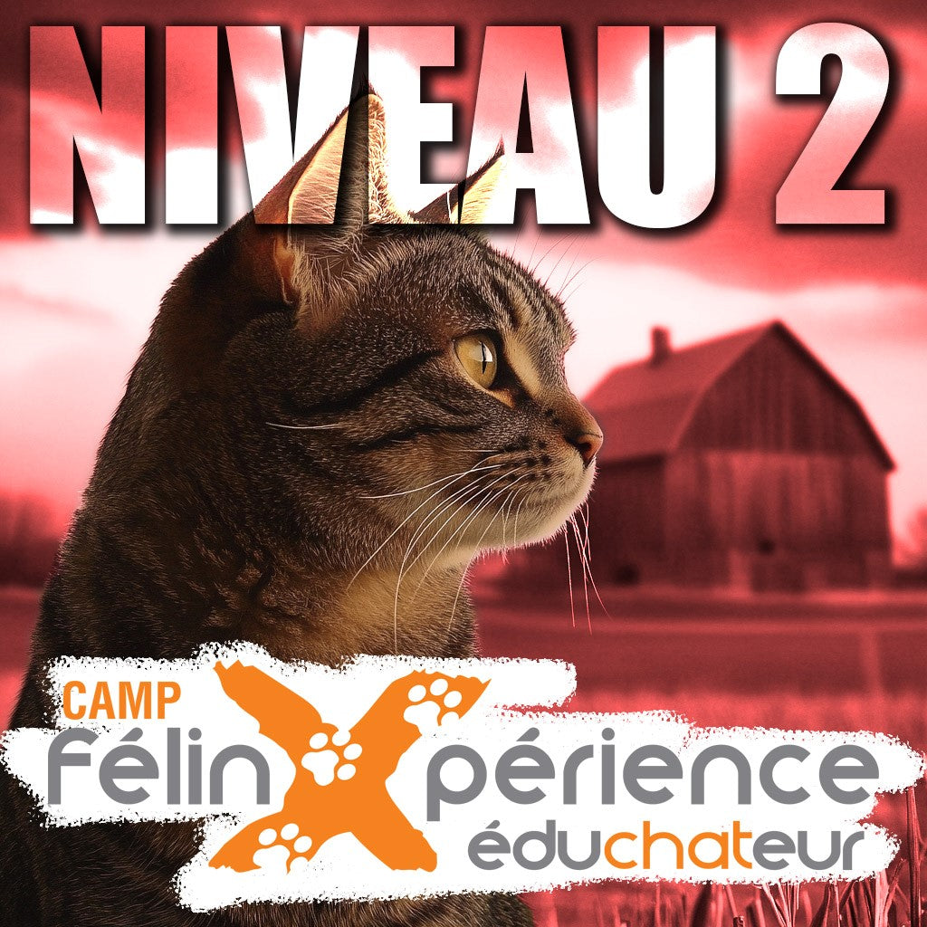 CAMP FélinXpérience Niveau 2 - ECONOMIQUE - 7 et 8 juin 2025 (auto-financement)