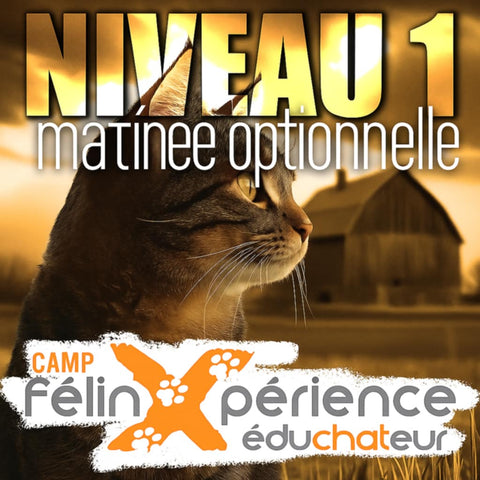 CAMP FélinXpérience Niveau 1 - Matinée optionnelle