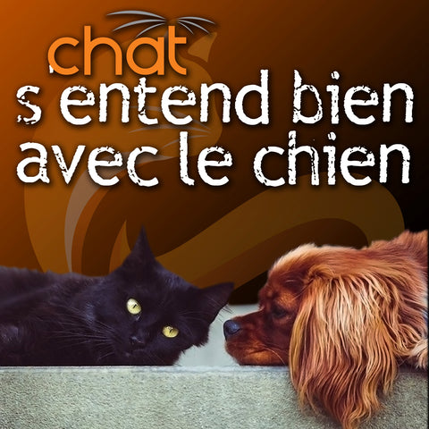 17 décembre 2024/ Soirée conférence « Chat s'entend bien avec le chien » en ligne