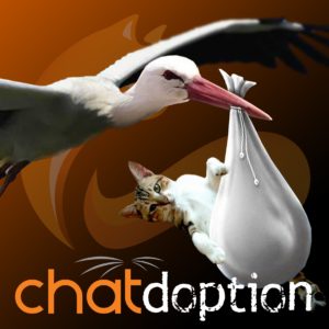 13 mai 2025 / Soirée conférence « CHAT'doption » en ligne