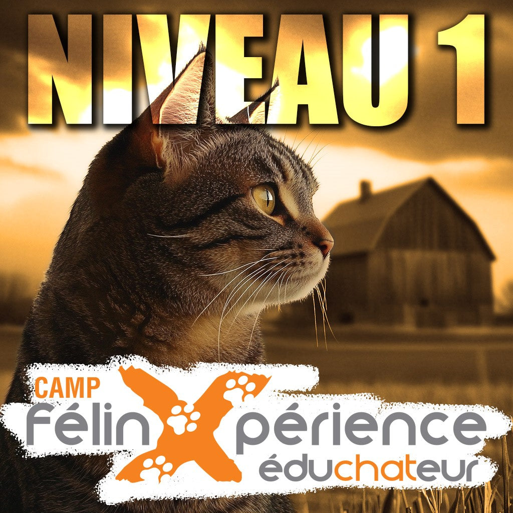 CAMP FélinXpérience Niveau 1 - Présentiel - 3 et 4 avril 2025 (PCF)