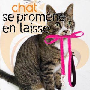 29 avril 2025 / Soirée conférence "CHAT marche en laisse"